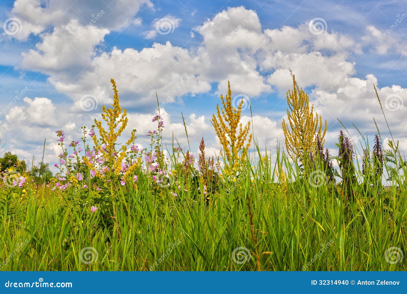 Pré avec les fleurs blossing sous des nuages. Pré avec les fleurs blossing sous le ciel nuageux