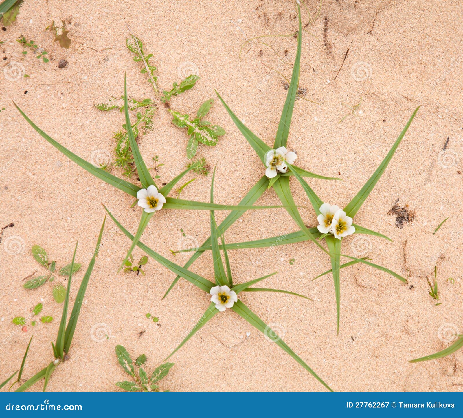 Psammophilum de Androcymbium, endémico a las islas Canarias Fuerteventura y Lanzarote, estrelado de jable, cebolletas estrelladas del cebollin de las arenas, especie vulnerable de la planta