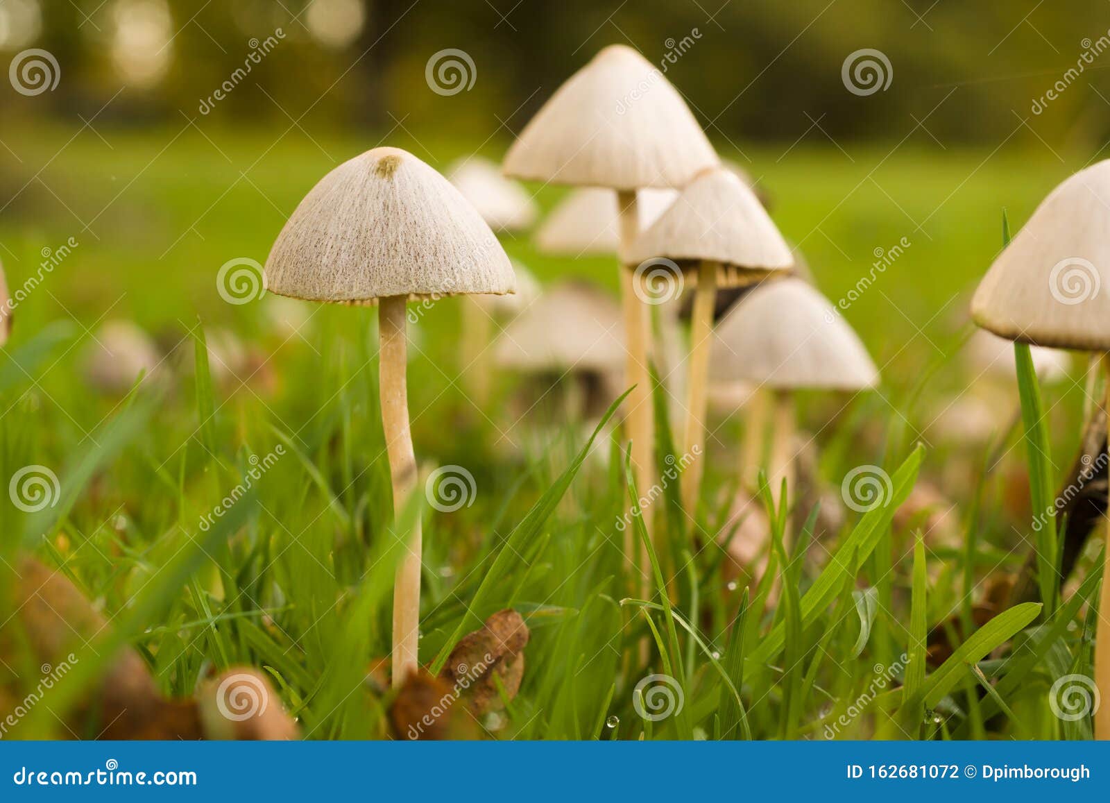 red edge brittlestem mushrooms
