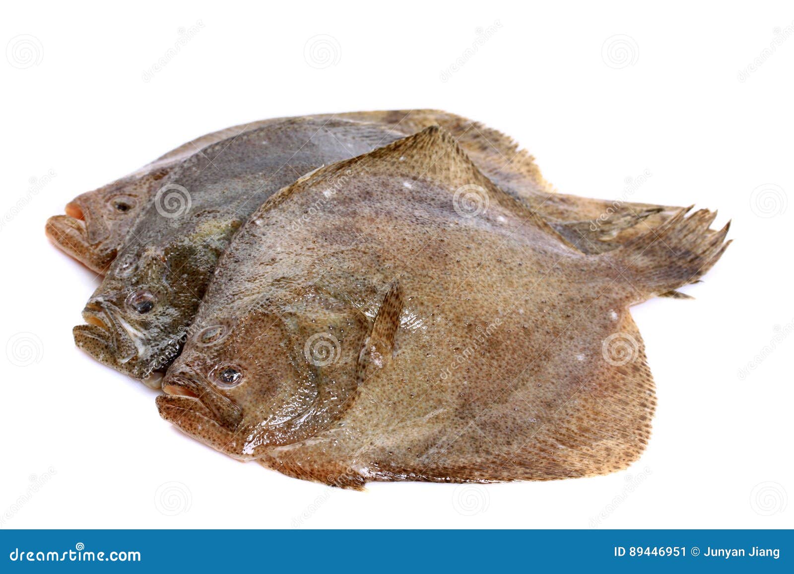 psetta maxima turbot fish