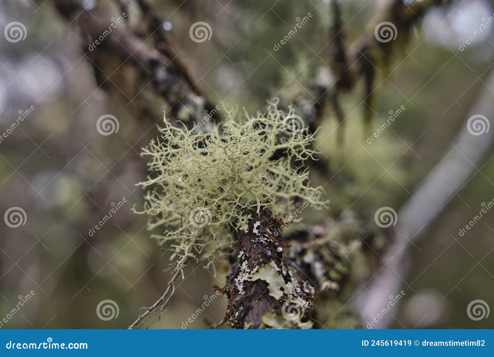 pseudevernia furfuracea, commonly known as tree moss, madeira island, portugal