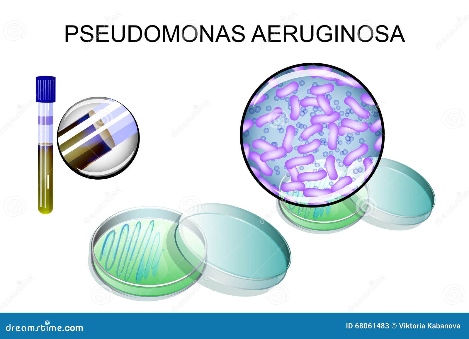 Pseudomonas Aeruginosa. Bacterial Inoculation Stock Vector