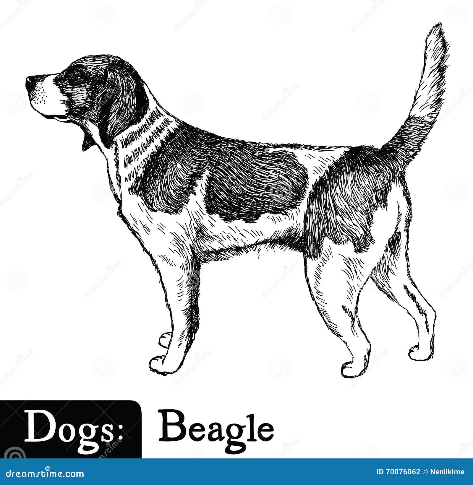 Psi Nakreślenie Stylu Beagle Ilustracja Wektor Ilustracja