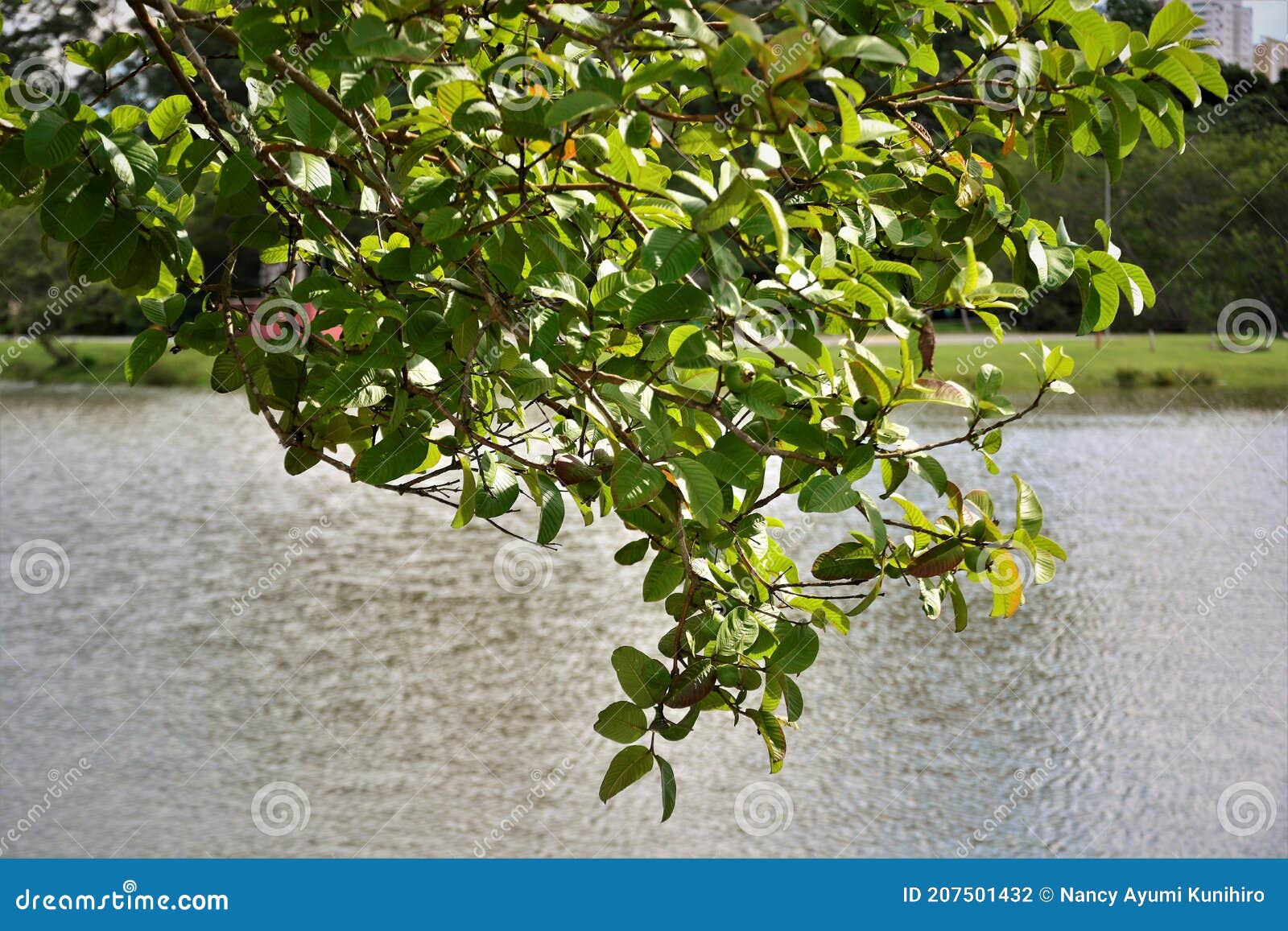 psidium guajava with green fruits by the lake