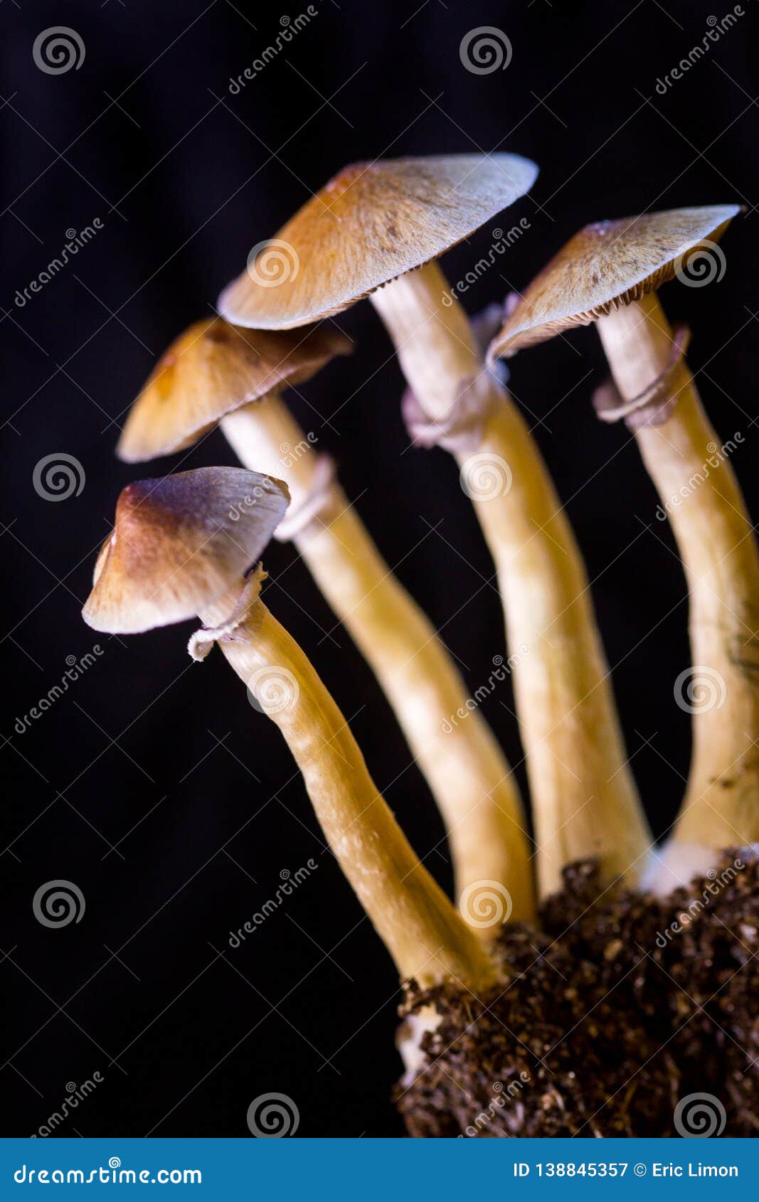 psilocybe cubensis - four fresh magic mushrooms in soil with a black background