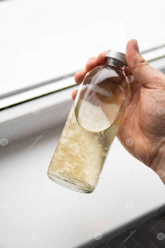 Psilocybin Mushroom Mushroom Cultivation Grow Magic Shroom Stock Psilocybin Mushroom Mushroom Cultivation Grow Magic Shroom Stock
