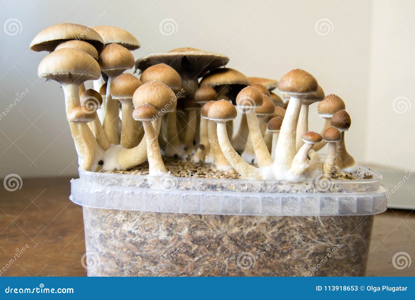 psychedelic magic mushrooms growing at home, cultivation of psilocybin mushrooms