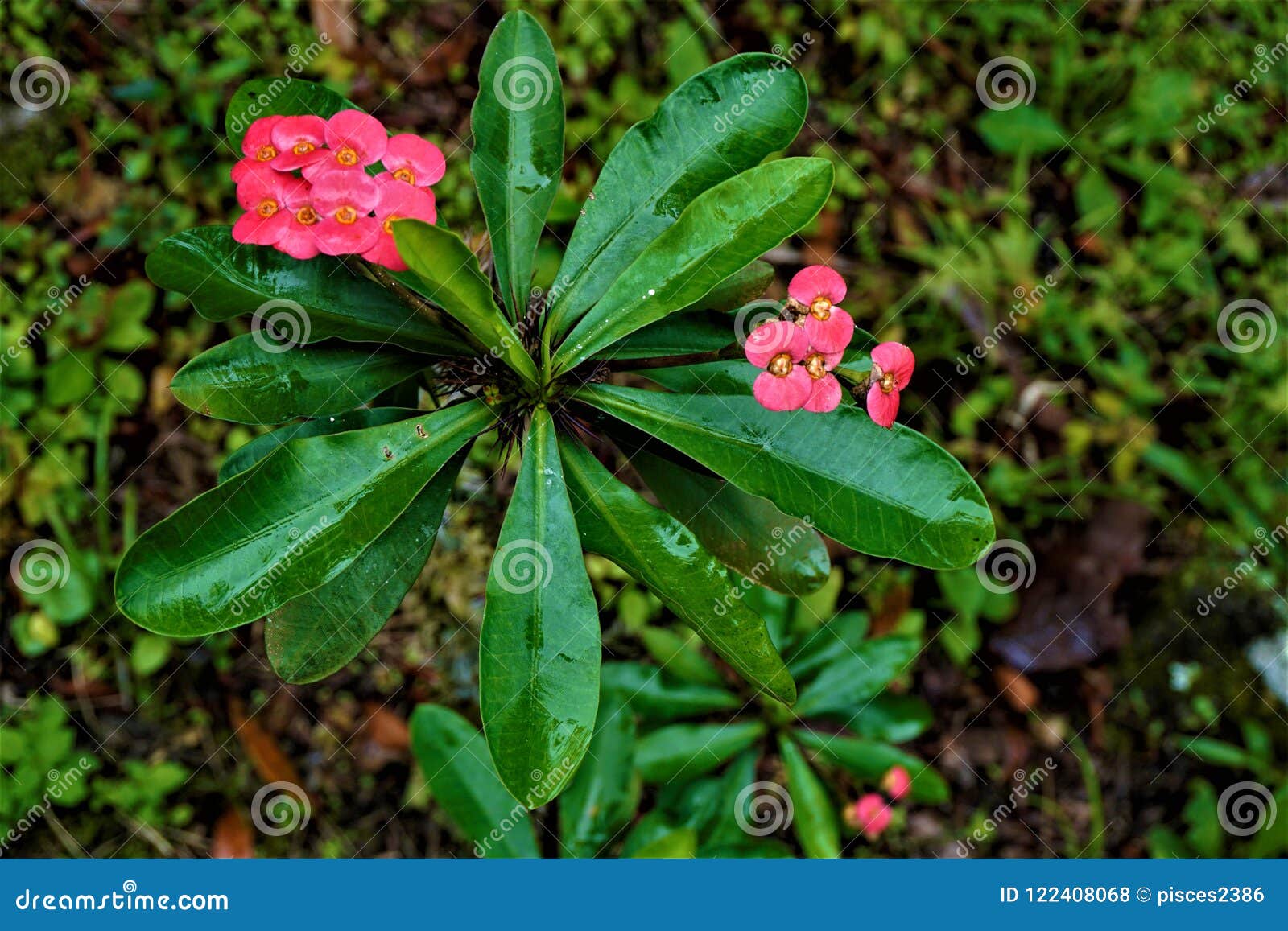 psychotria poeppigiana plant in the secret gardens
