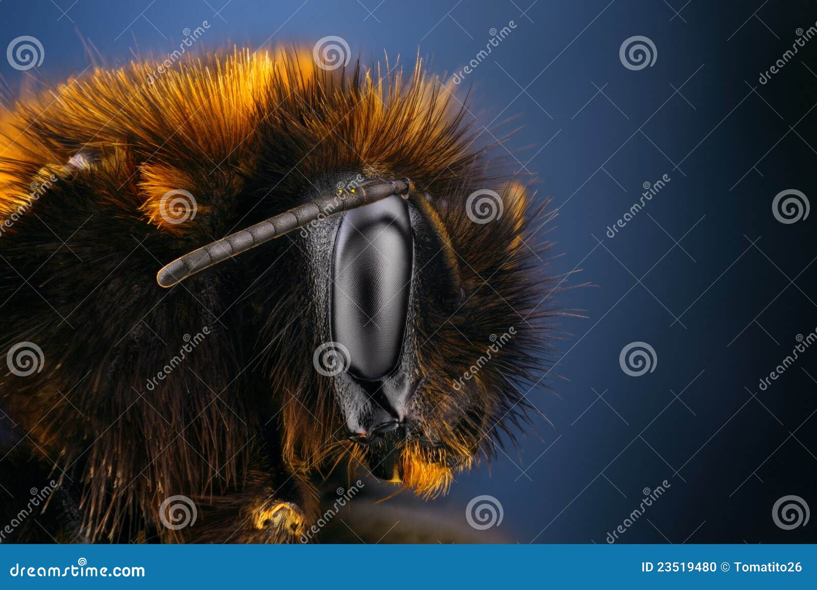 Pszczoła mamrocze szczegółową krańcową ostrą naukę. Pszczoła mamrocze szczegółowego ekstremum wiele mikroskopu celu jeden fotografii ostrzy strzały brogująca nauka brać