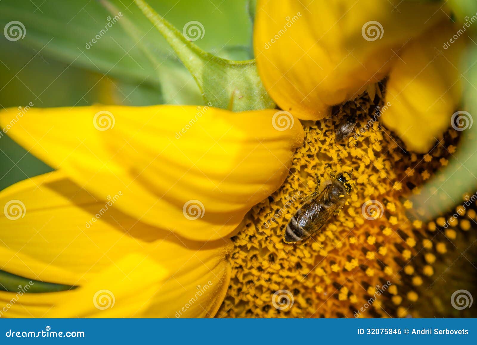 Zbliżenie fotografia pszczoła zapyla słonecznika