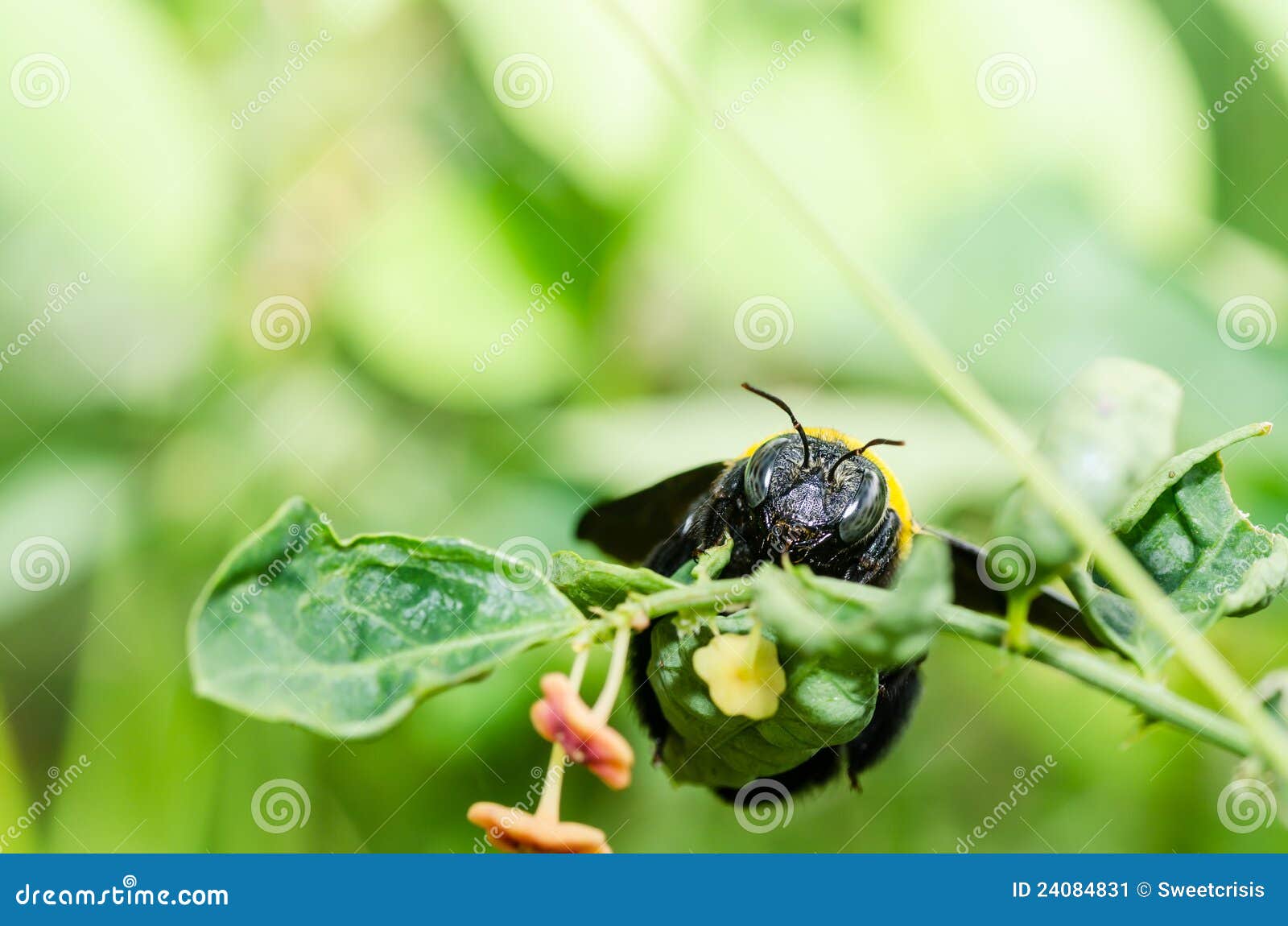 Pszczoły cieśli macro natura. Pszczoły cieśli niebezpieczeństwa ogródu makro- natura s