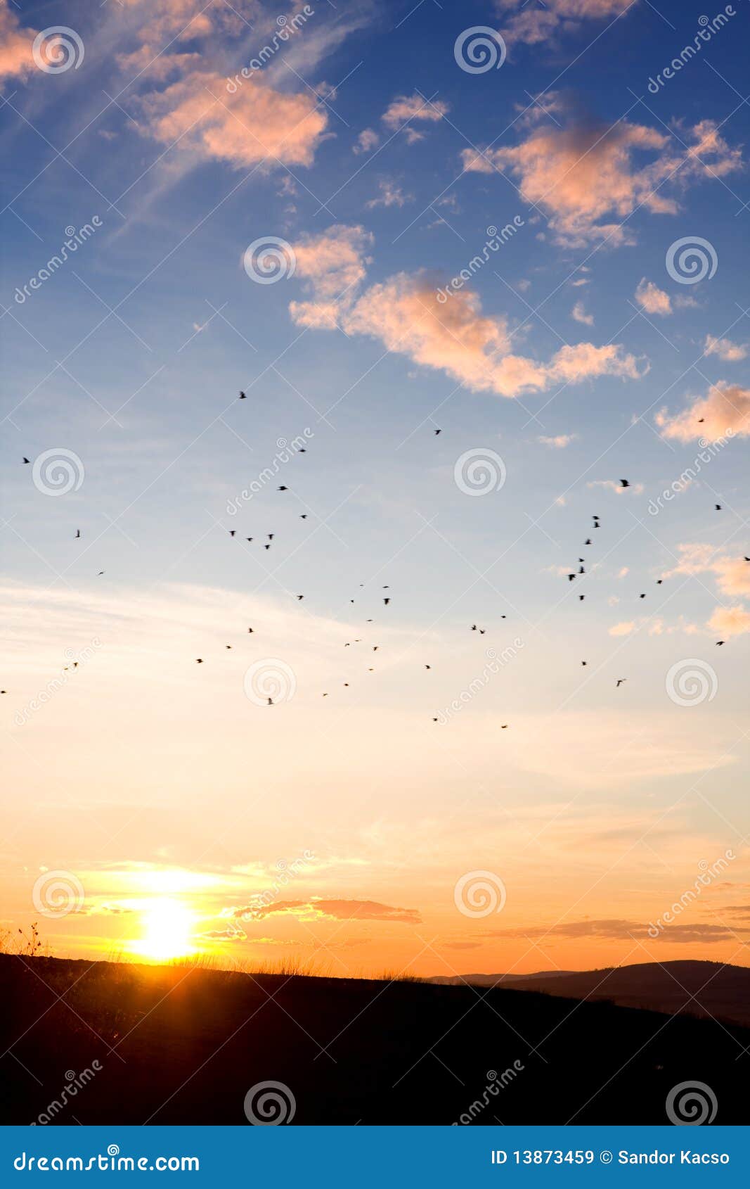 Ptaki target888_1_ migrowania lekkiego słońce. Błękitny ptak chmury barwili latania lekkiego nieba słońca zmierzch pod target902_0_