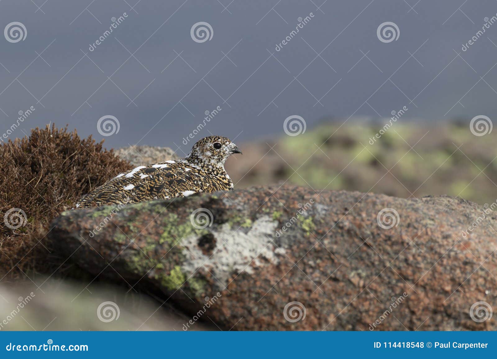 ptarmigan, lagopus muta, close up pose during a sunny spring day in the cairngorms national park