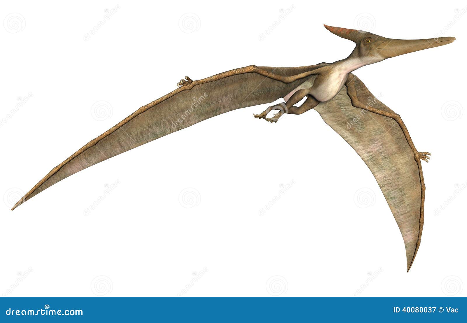 Pterodactyl Pteranodon Flying Isolated Over White Stock Illustration  14988157