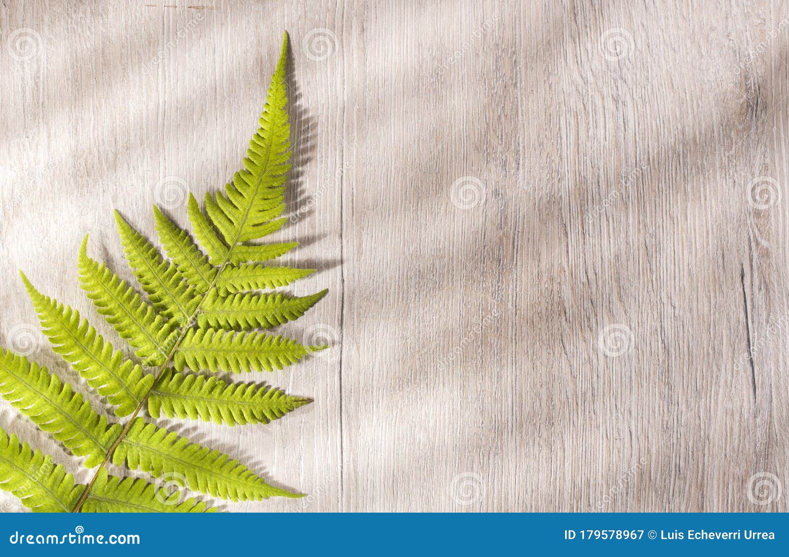 pteridium aquilinum fern - details of fern plants. text space