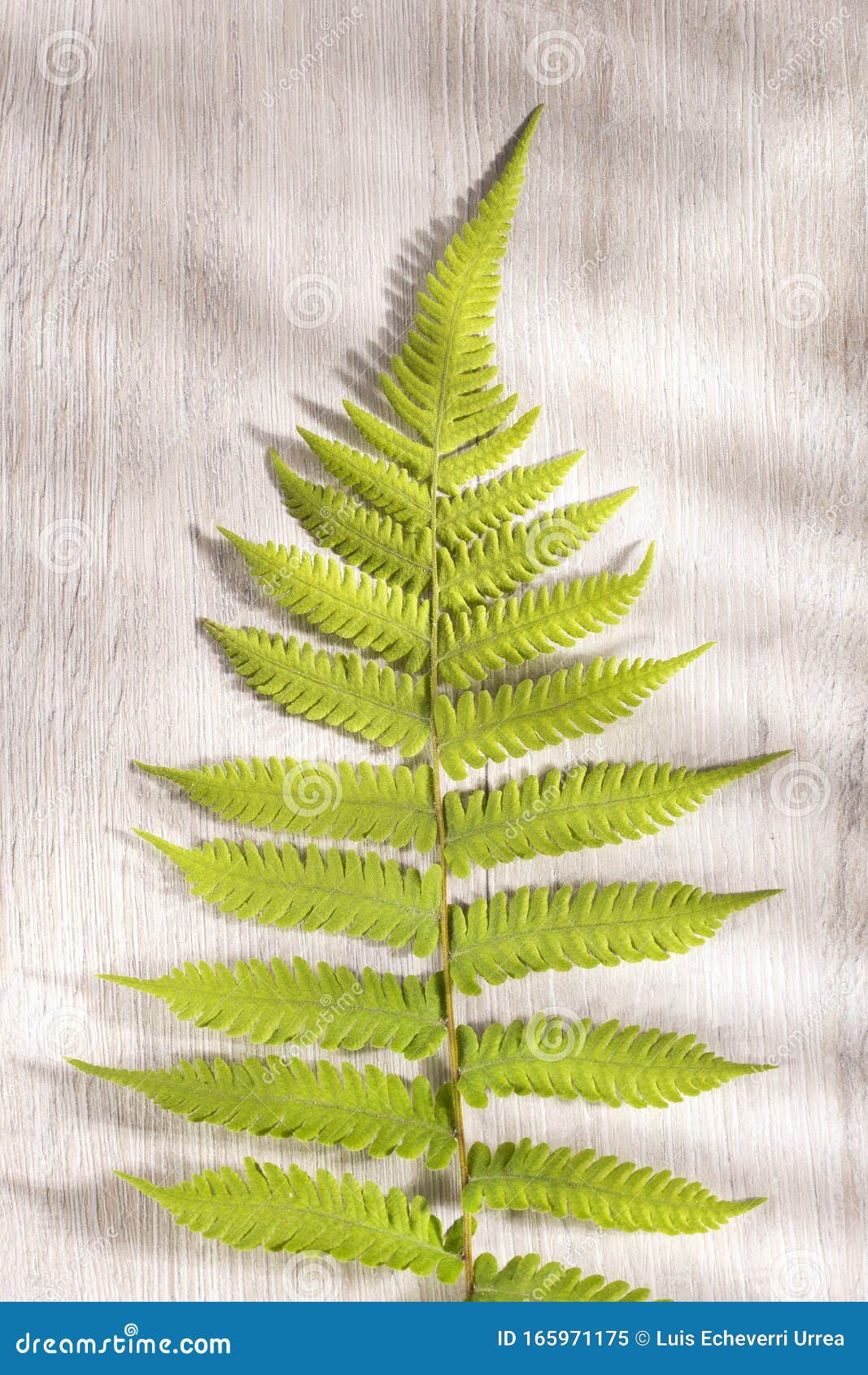 pteridium aquilinum fern - text space