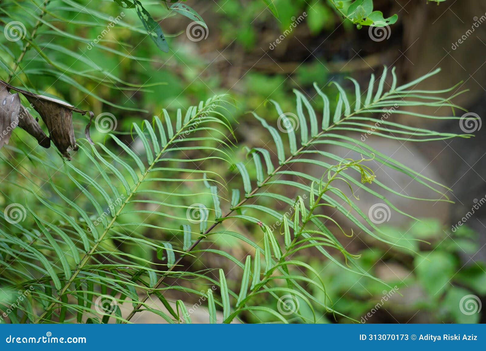 pteris vittata (chinese brake, chinese ladder brake, simply ladder brake, pakis rem cina)