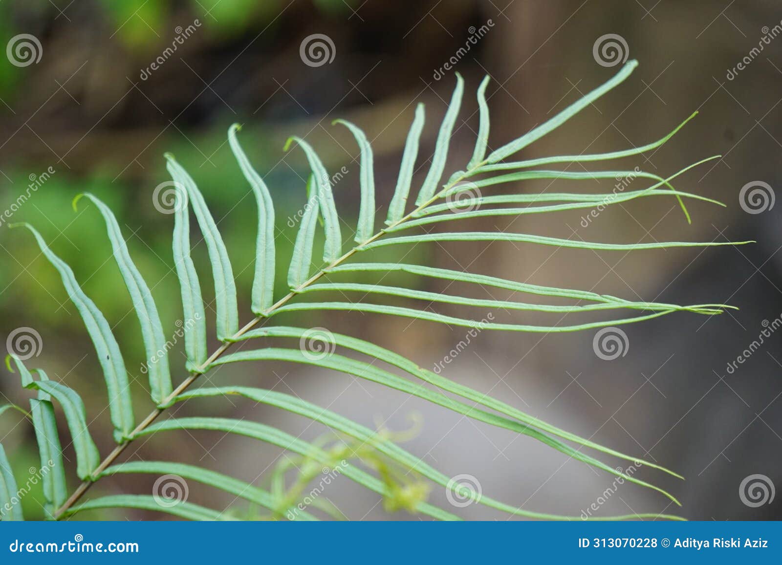 pteris vittata (chinese brake, chinese ladder brake, simply ladder brake, pakis rem cina)