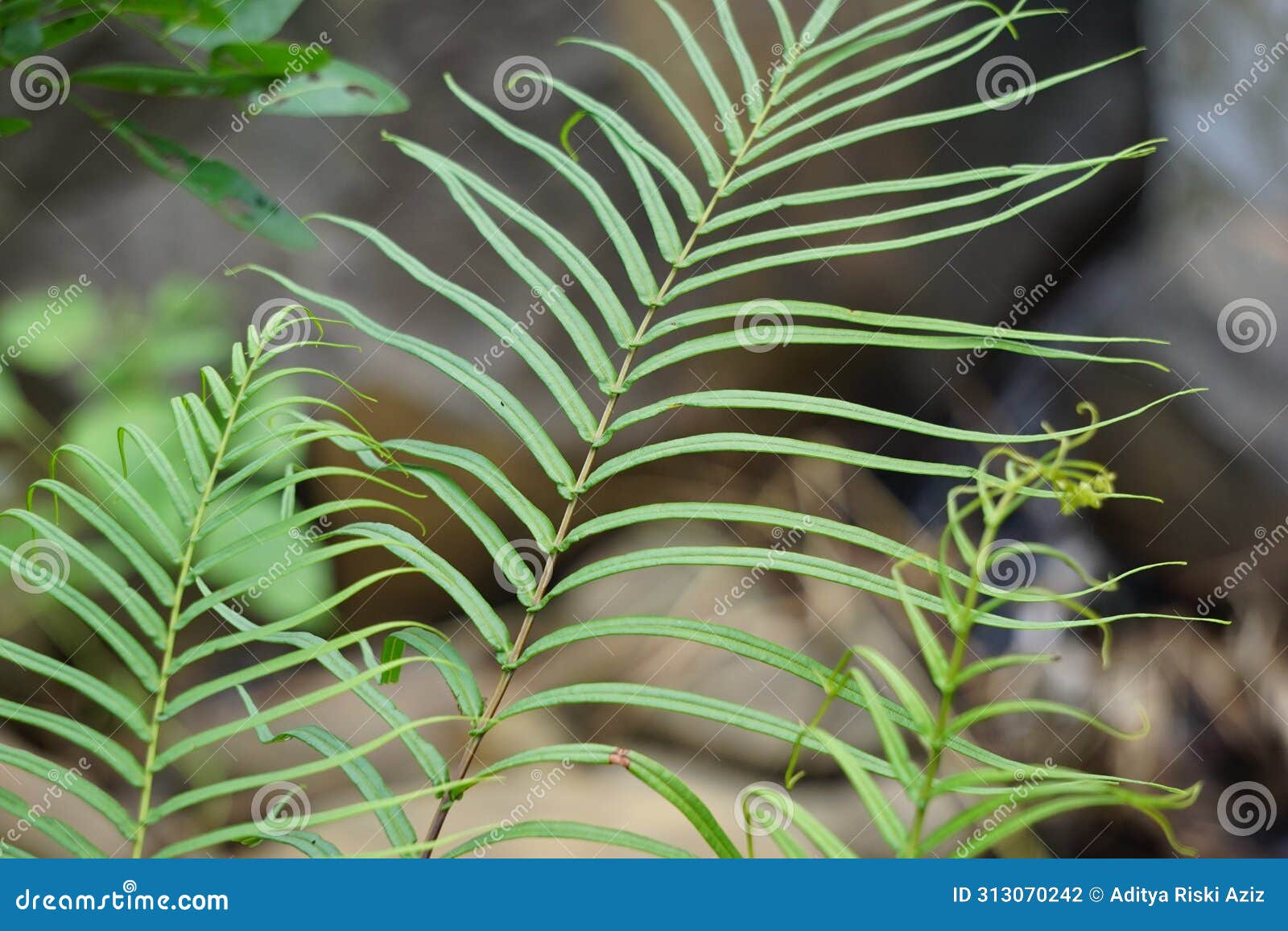 pteris vittata (chinese brake, chinese ladder brake, simply ladder brake, pakis rem cina)