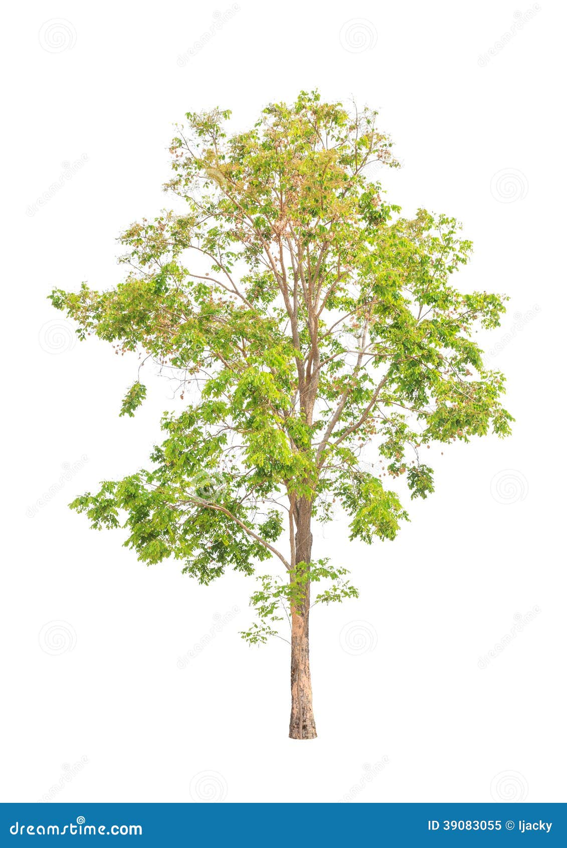 Pterocarpus Indicus, Tropical Tree Isolated Stock Photo ...