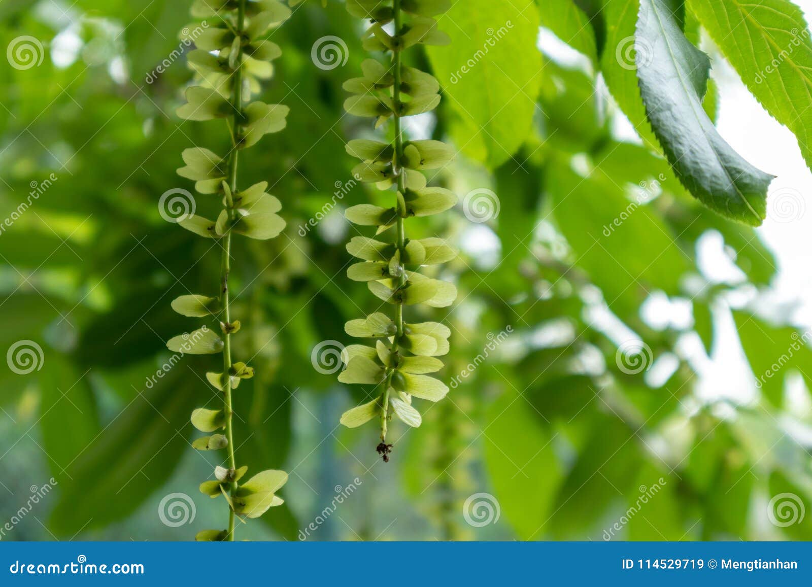 pterocarya stenoptera c. dc