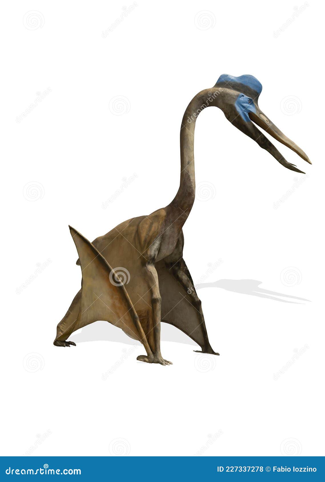 Pteranodon Pterodactyl Dinosaur White Background Stock Photo by  ©meenstockphoto@gmail.com 244266944