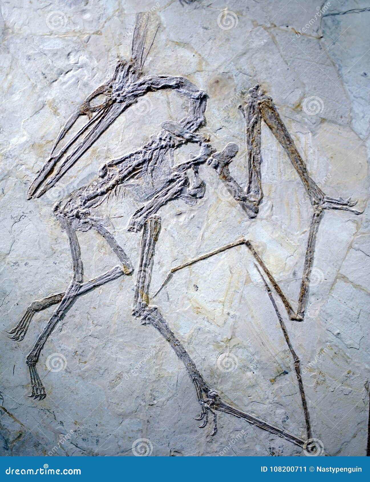 The Pterosaur Fossil of the Shanghai Museum of Nature. Editorial Photo -  Image of museums, evolution: 108200711