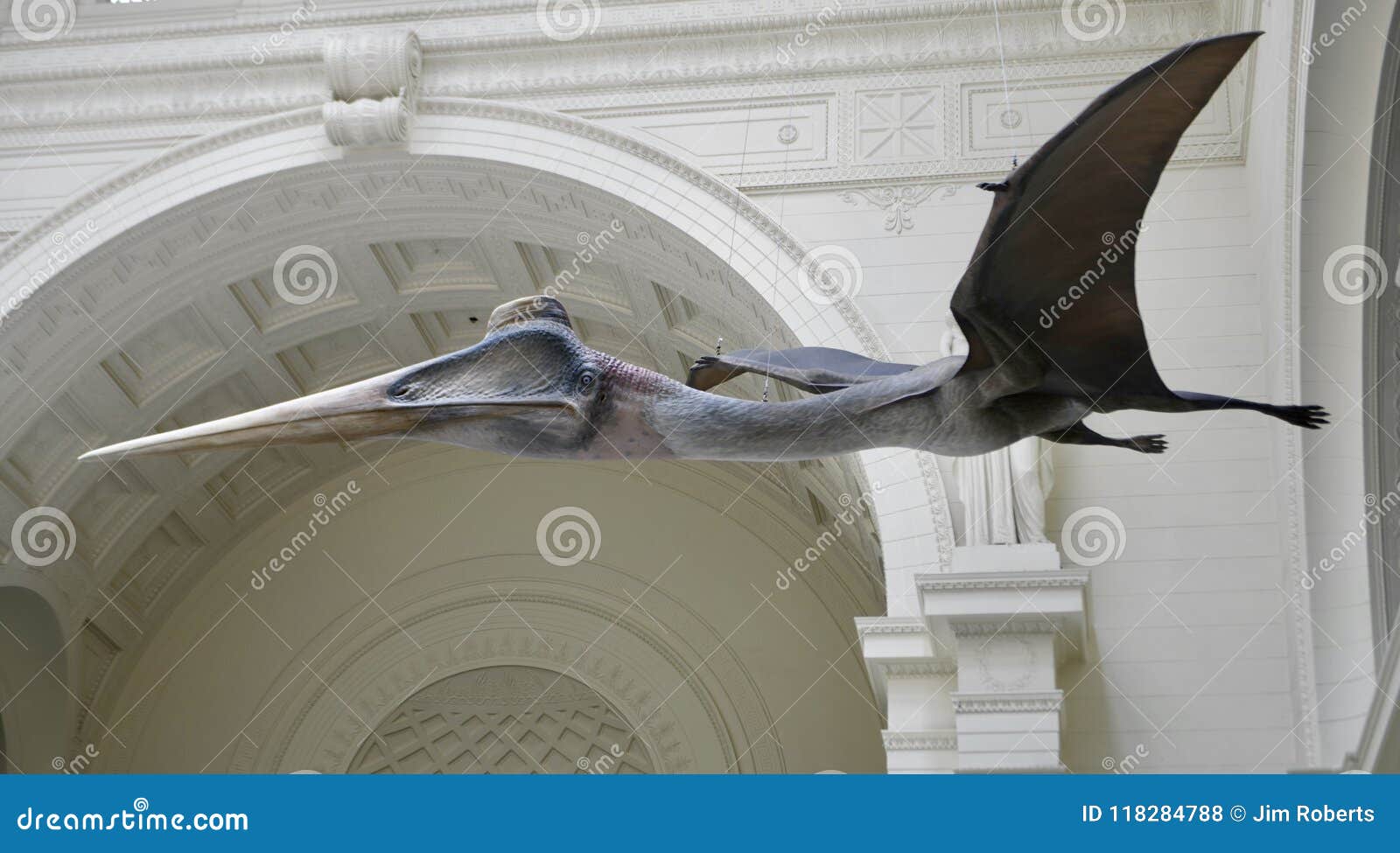 Pterosaurs at the Field Museum go on Display