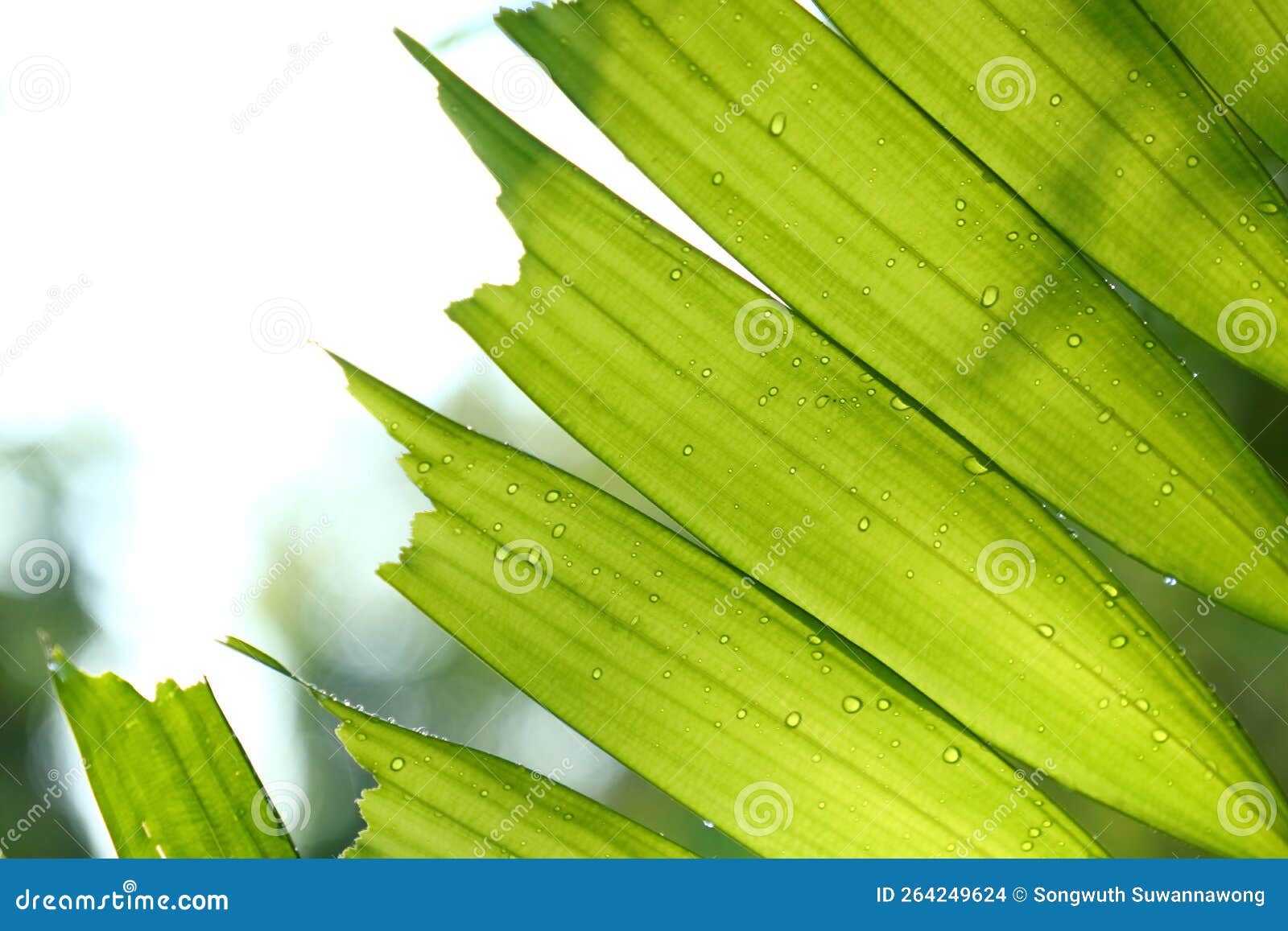 Ptychosperma Macarthurii, MacArthur Palm Leaf on the Forest Background 