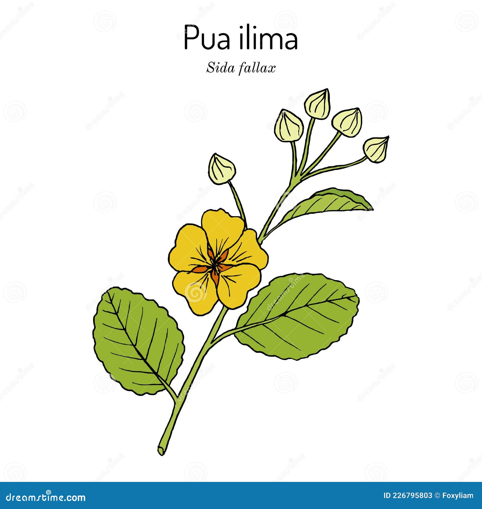 pua ilima, sida fallax , state flower of the island of oahu hawaii
