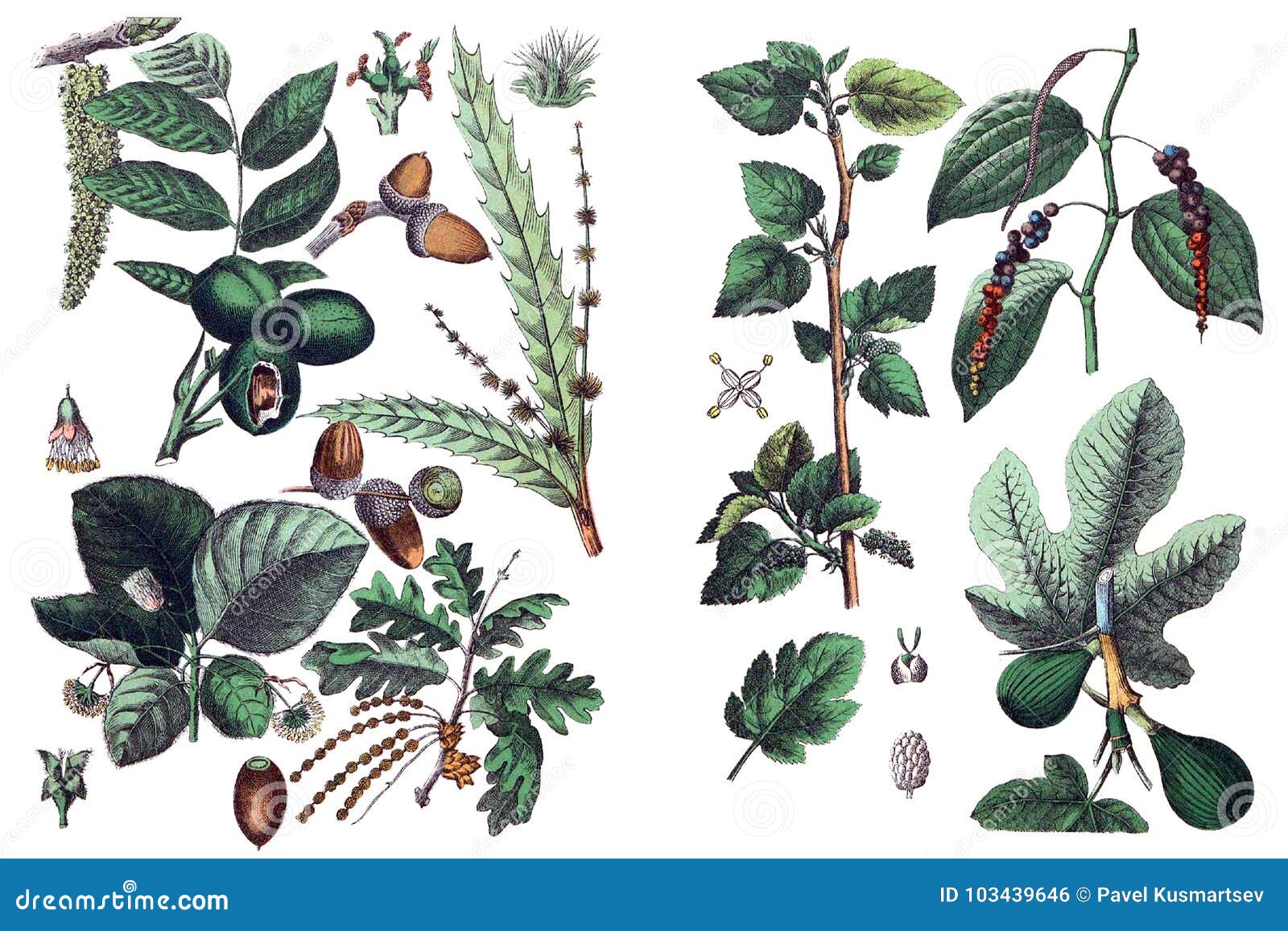 s of plants.