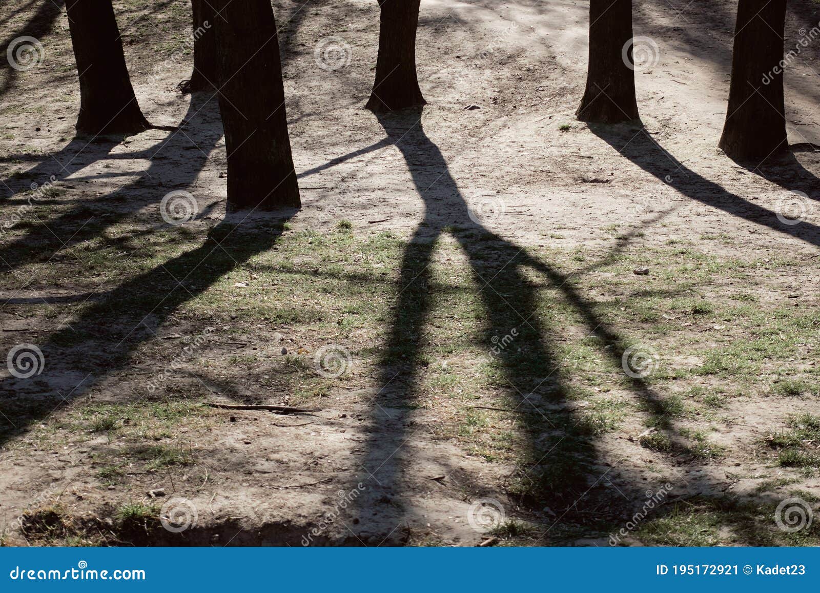 public park with tree shadows in spring. heaviness concept