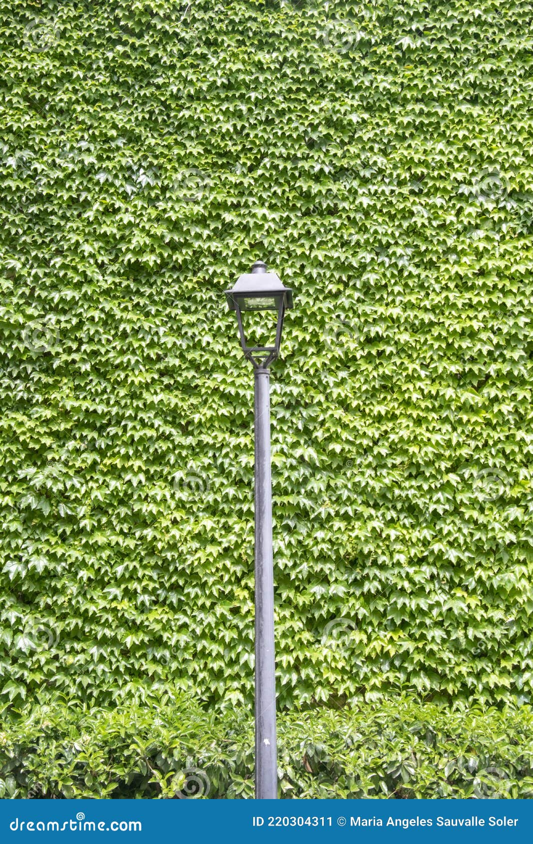 Public Street Light with Green Background. Stock Image Image of