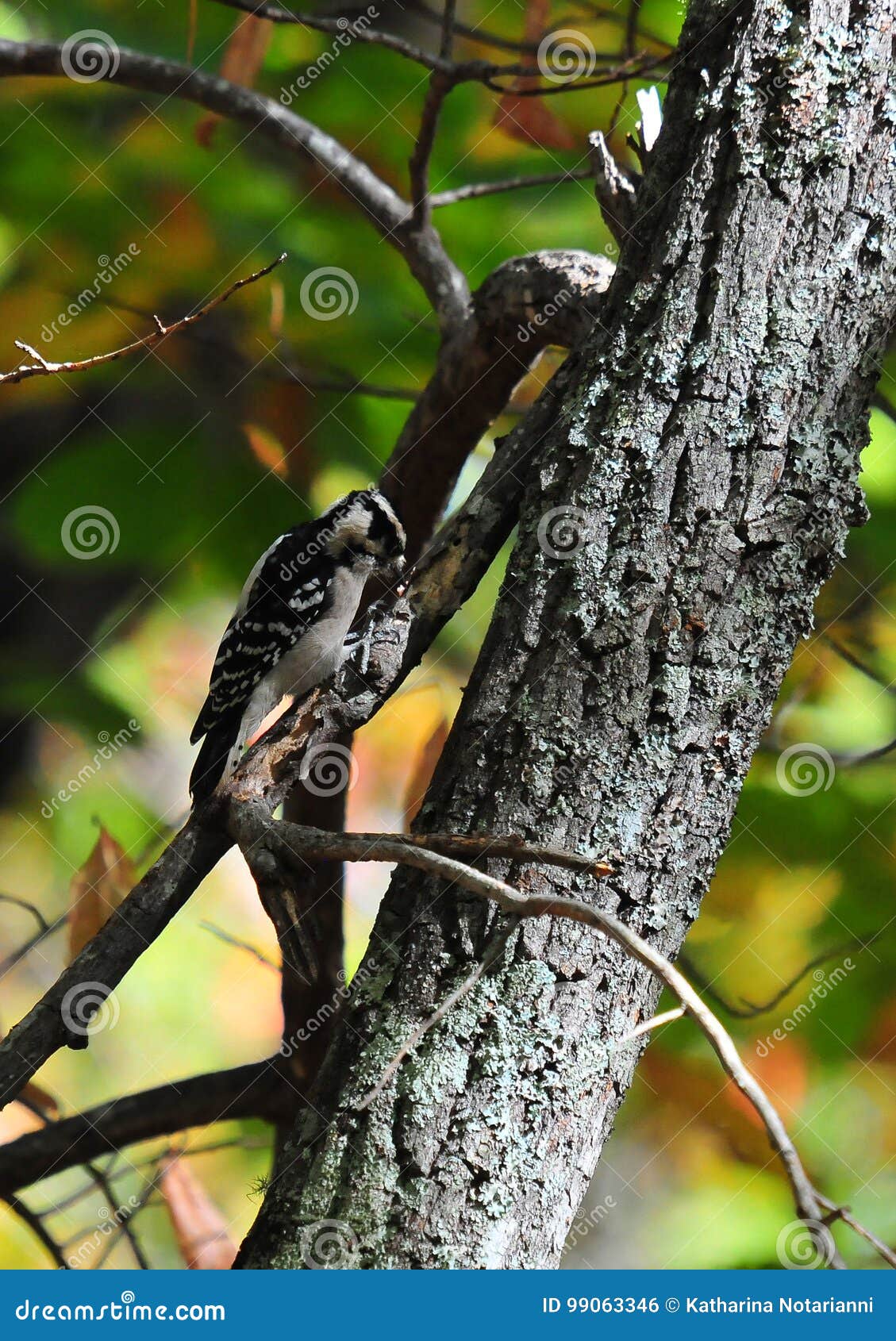 Puchaci dzięcioła Picoides pubescens na drzewa zakończeniu Up. Zamyka up Puchaci dzięcioła Picoides pubescens na drzewie z zieleń zamazującym tłem w Północnych Gruzja górach