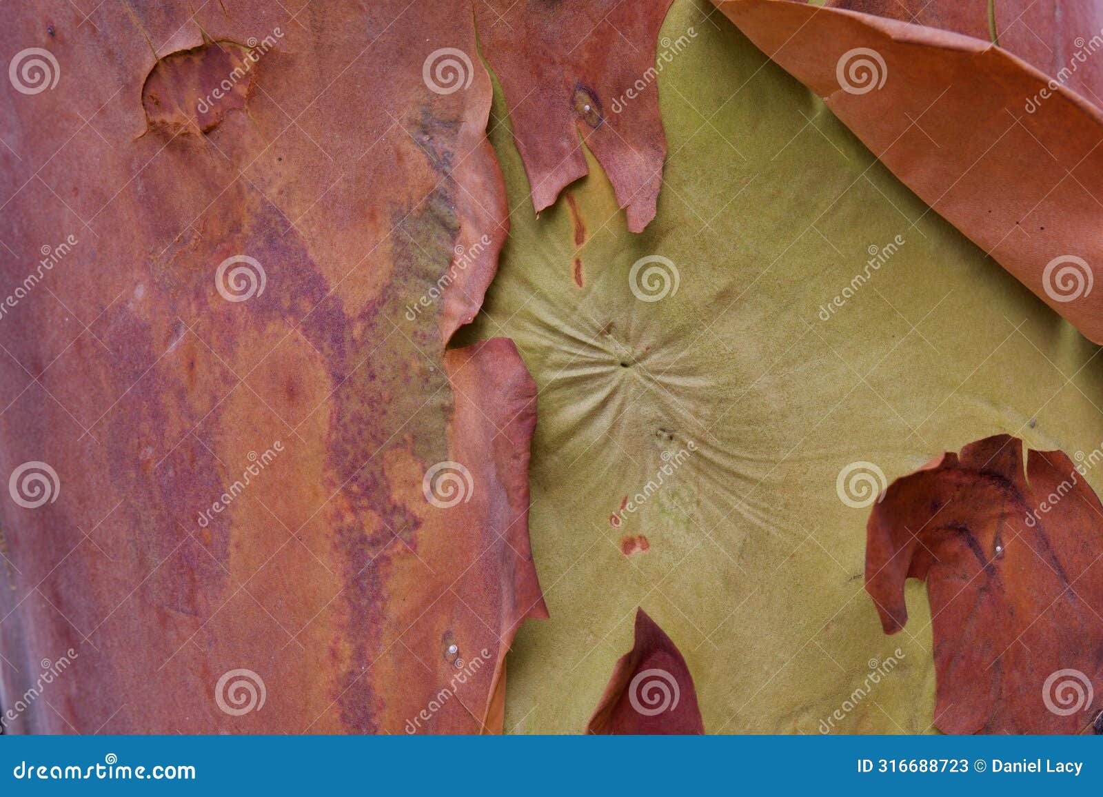 pucker in the ochre coloured bark of an arbutus tree trunk surrounded by reddish peeling bark