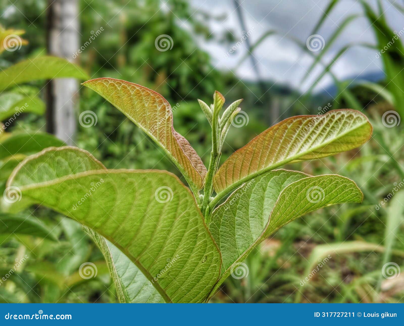 guava leaf shoots are fresh green and lush
