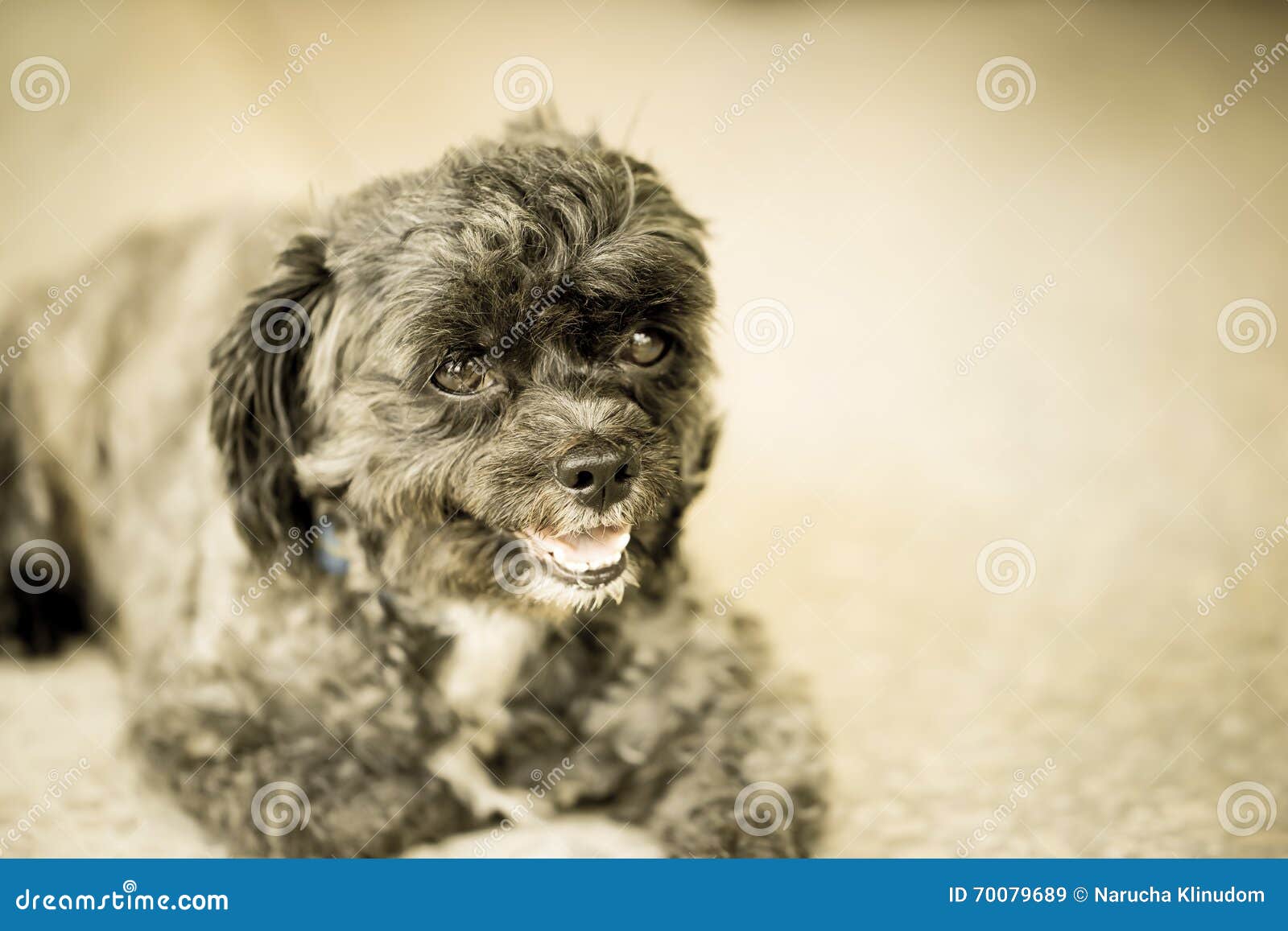 mutt puddles mutt puddles