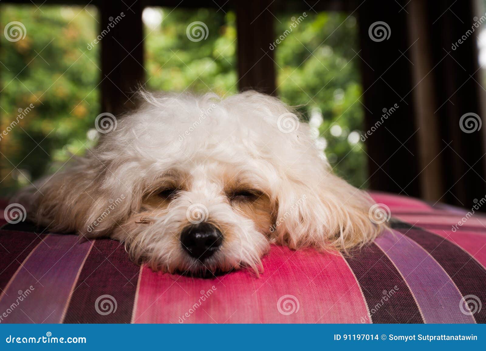 Puddle Dog Stock Images Download 1,215 Royalty Free Photos
