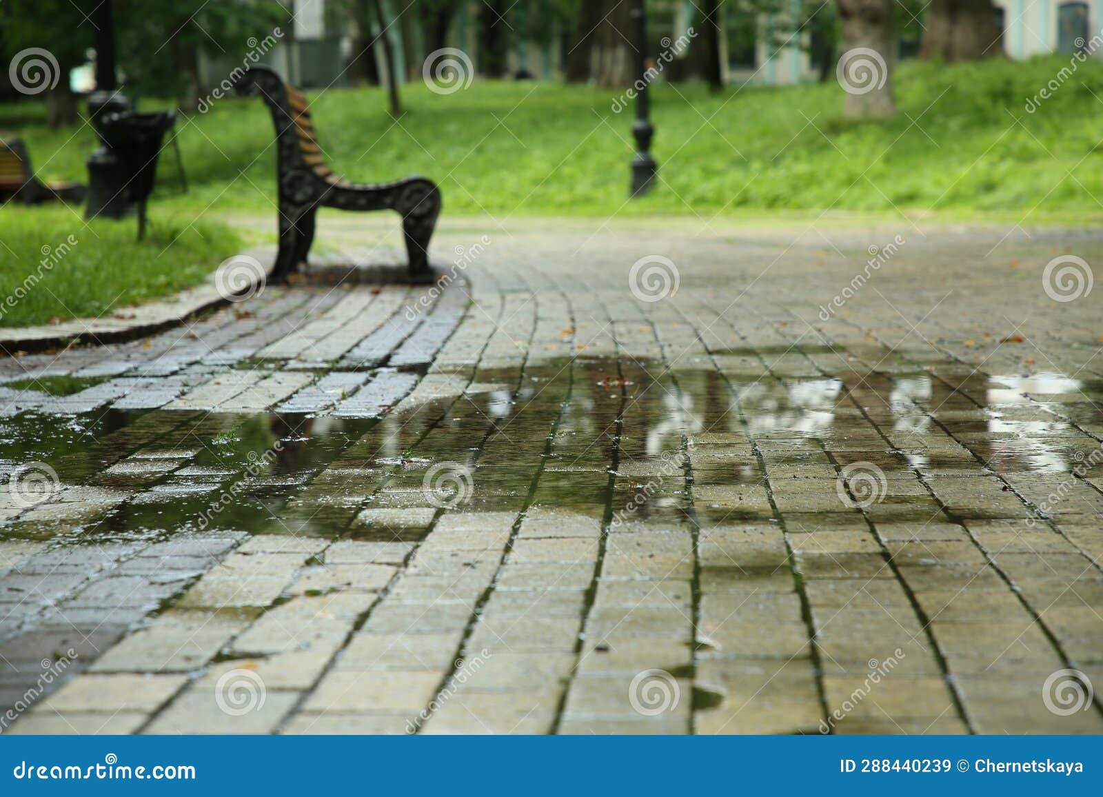 Puddle of Rain Water on Paved Pathway in Park Stock Image Image of