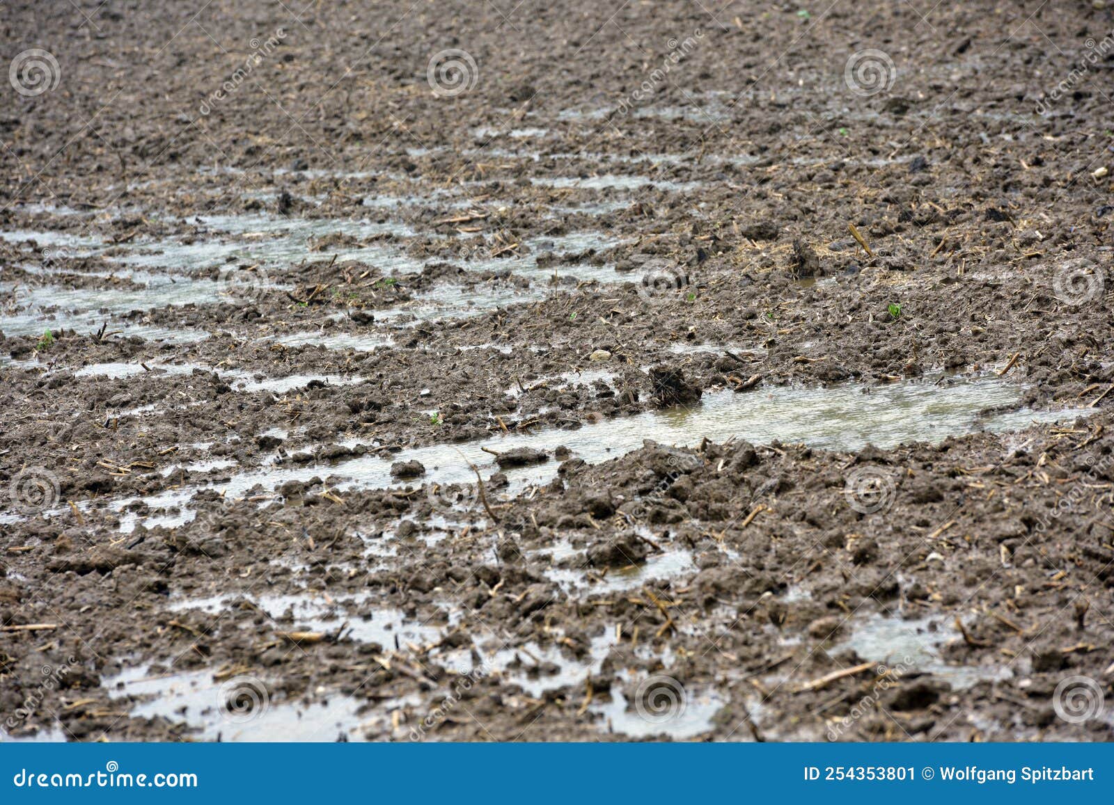 Puddles of Water on a Freshly Harrowed Field Stock Image Image of