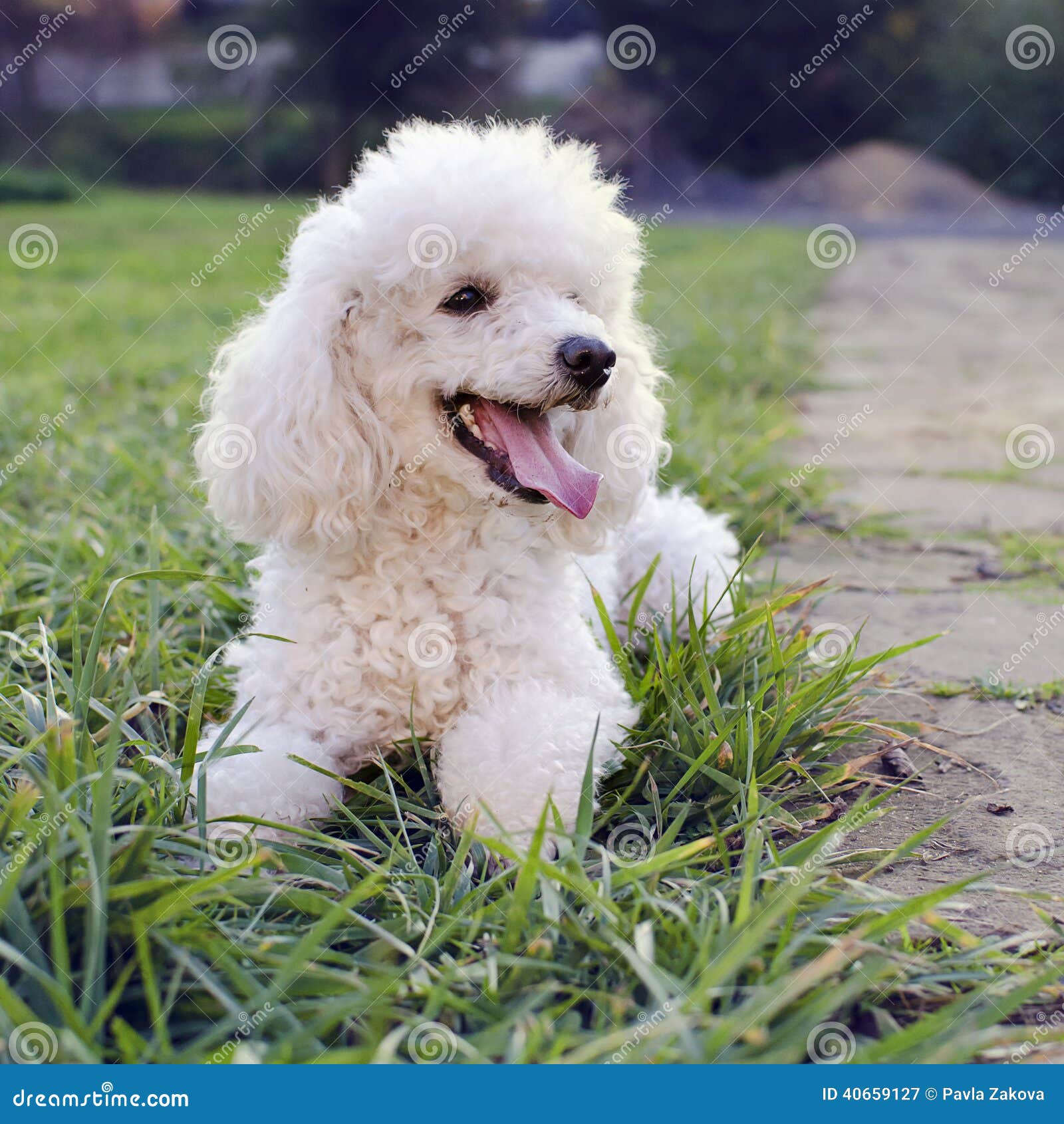 Pudel-Hund stockbild. Bild von rasen, draußen, schön - 40659127