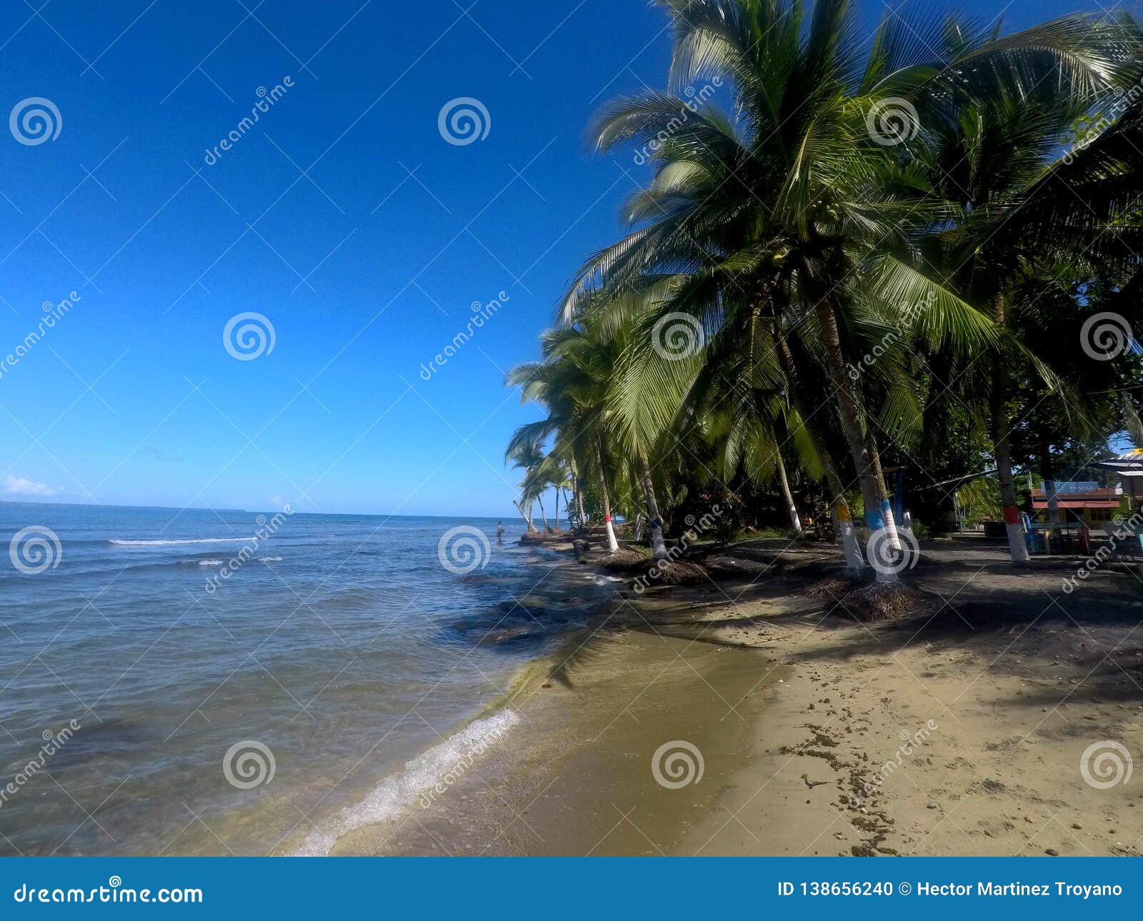 palms tree in puerto viejo beach, costa rica.