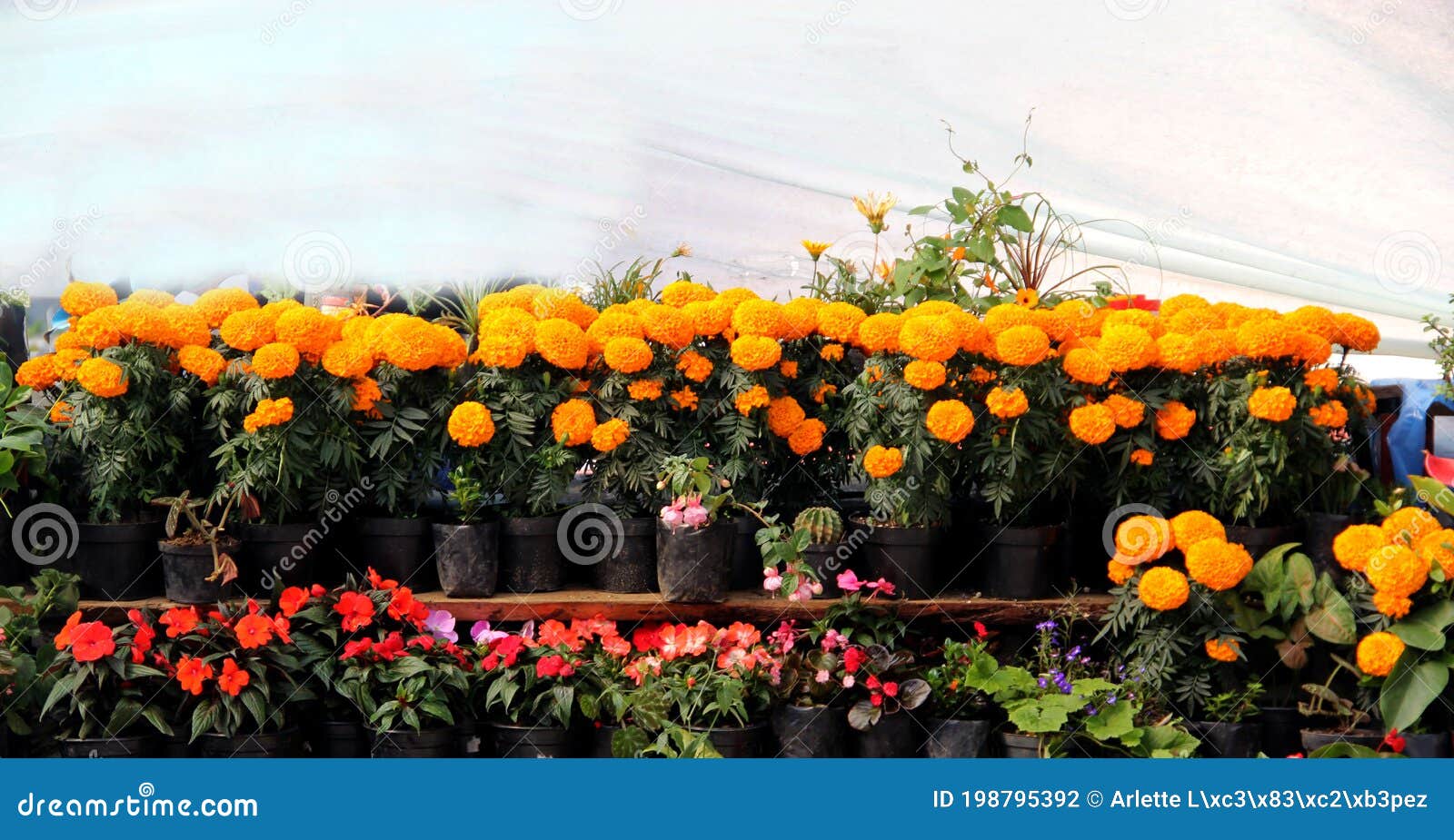 Puesto De Flores De Muchos Colores En La Calle Vendiendo Flor Naranja  Cempasuchil Por El Día De Los Muertos En México Foto de archivo - Imagen de  muerto, anaranjado: 198795392