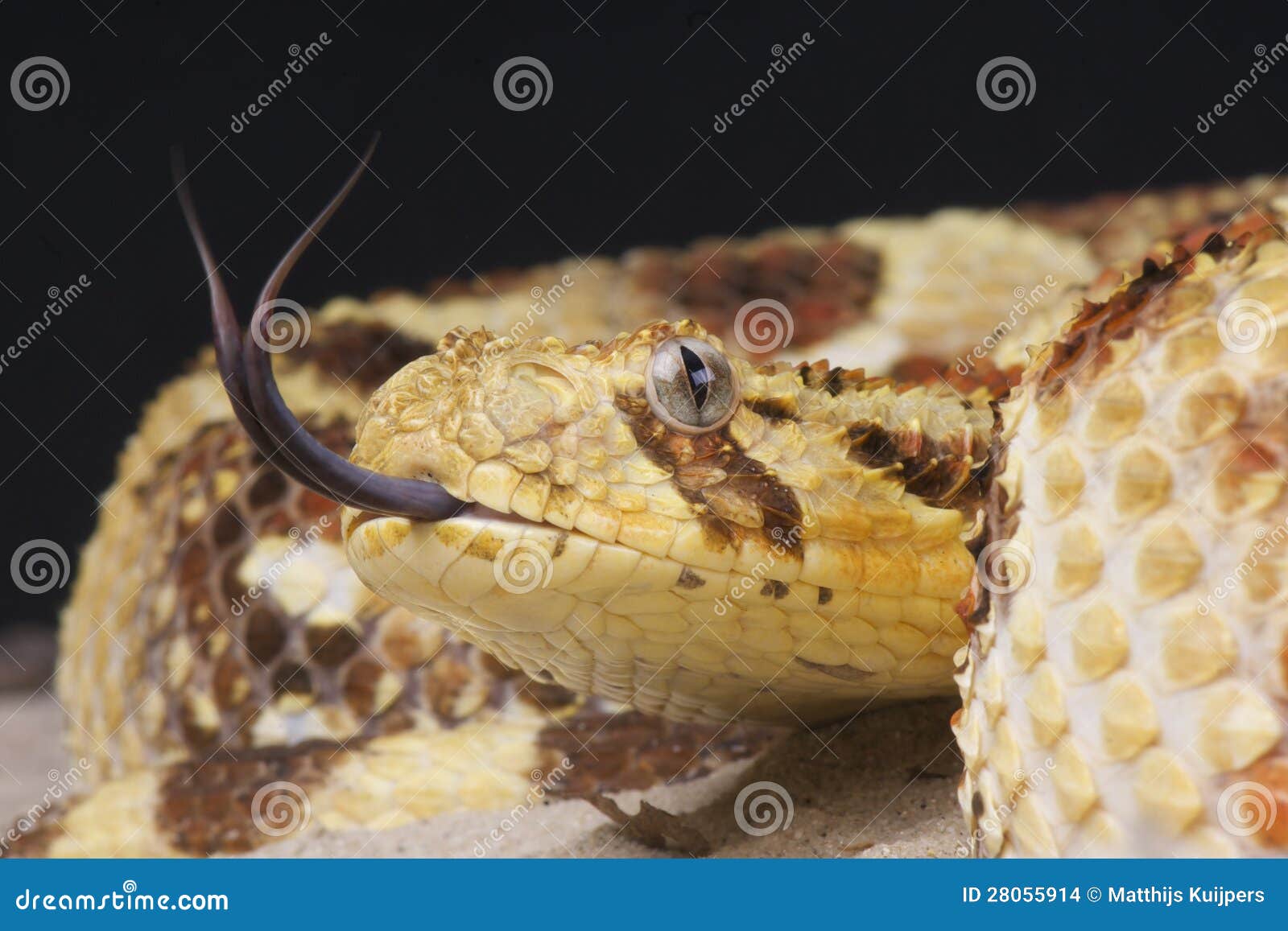 puff adder / bitis arietans