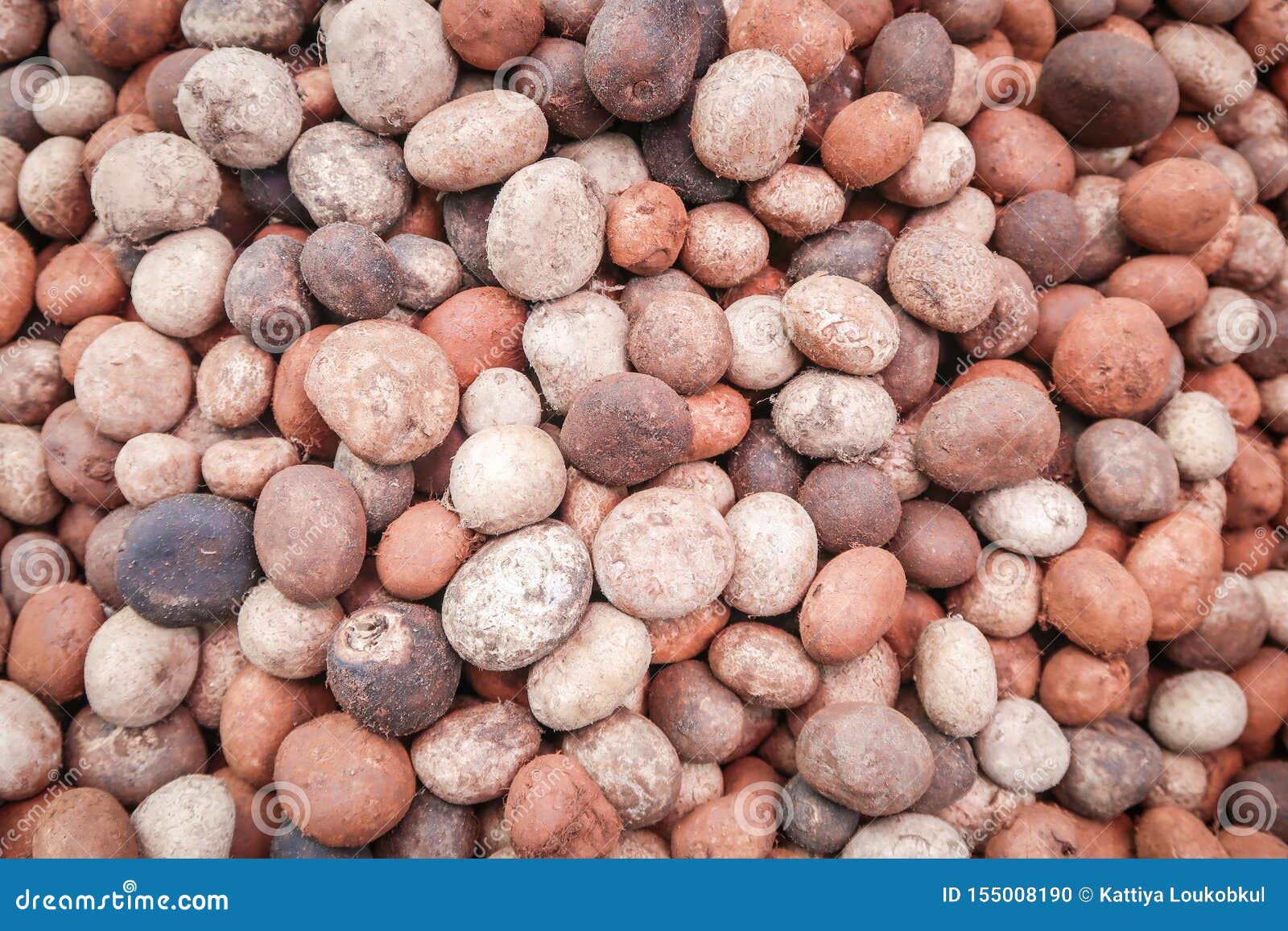 Puff Ball Mushroom or Barometer Earthstar Stock Photo Image of