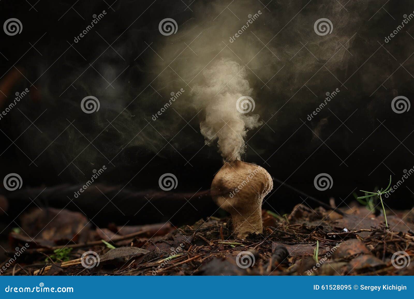 puffball fungus spores