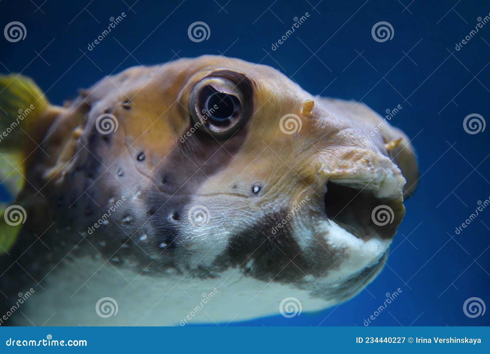 puffer fish in an aquarium, exotic fish (arothron hispidus)