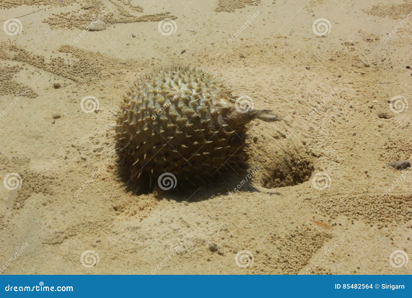Puffer Fish Dead on the Beach Stock Photo Image of sunshine, natural