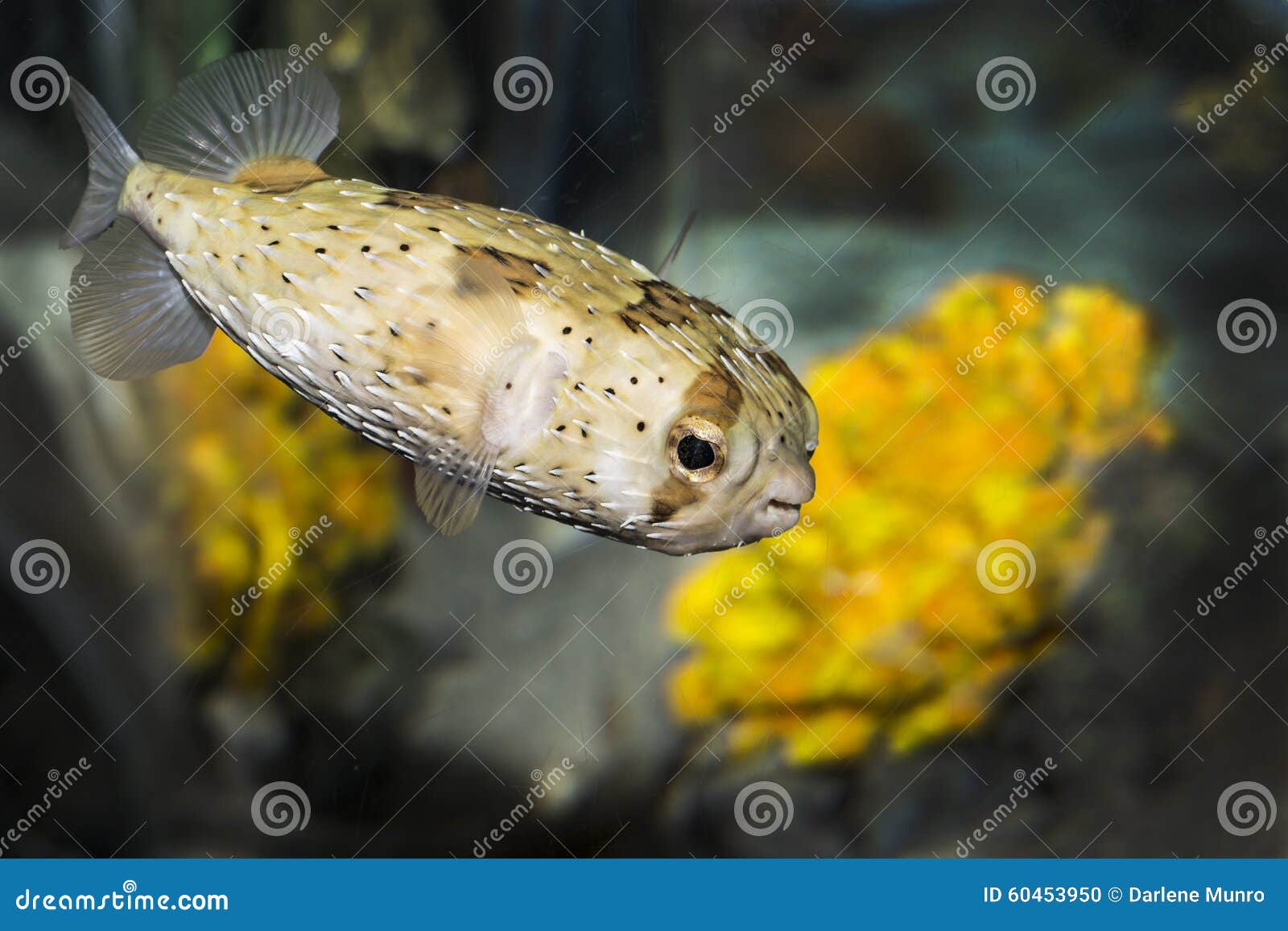 Puffer Fish stock photo. Image of toby, water, lone, yellow 60453950