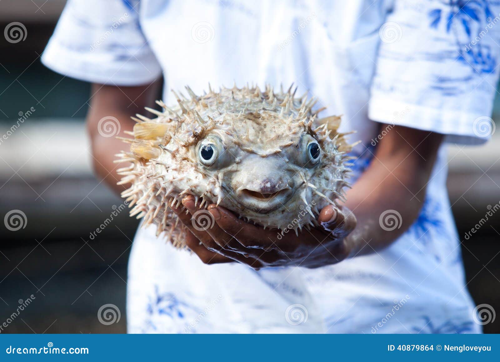 Puffer fish stock photo. Image of animal, life, nature 40879864